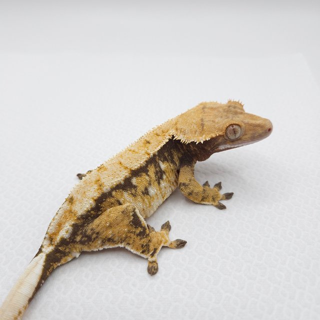 노멀 트라이 화이트스팟