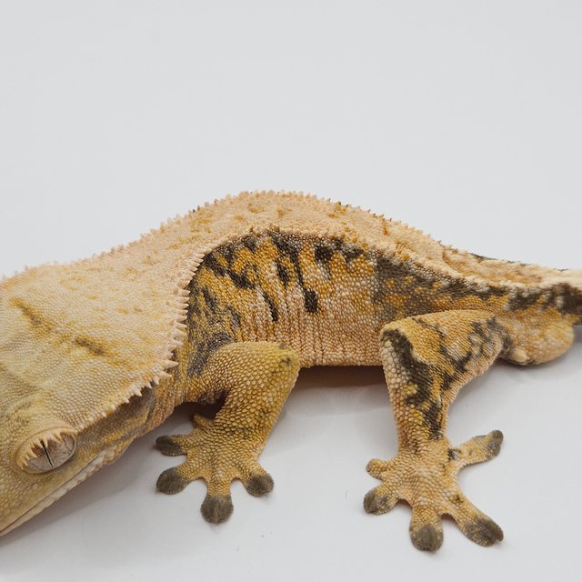 트라이 익스트림할리퀸 드리피 화이트스팟