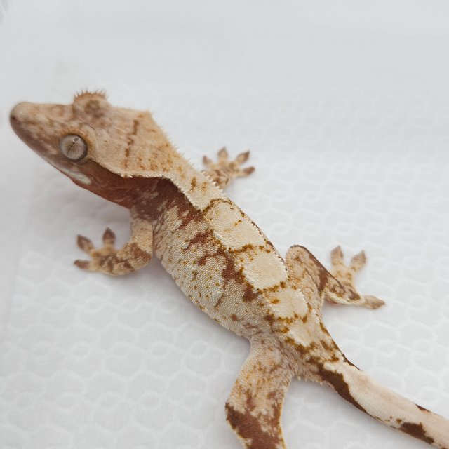 100%헷아잔틱 화이트 레드