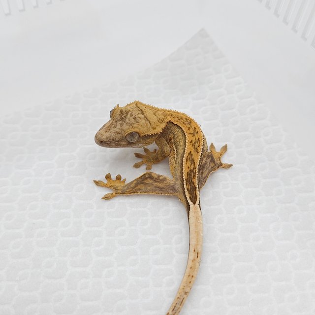 크림 크림시클 쿼드 풀핀