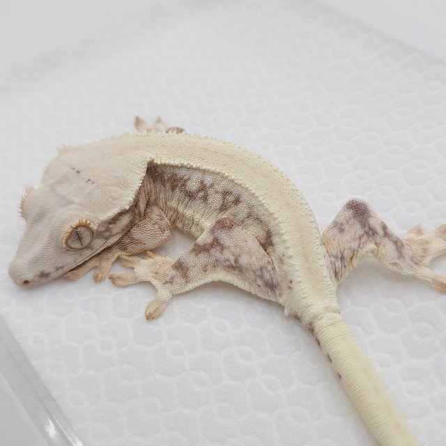 릴리화이트 풀핀 솔리드백