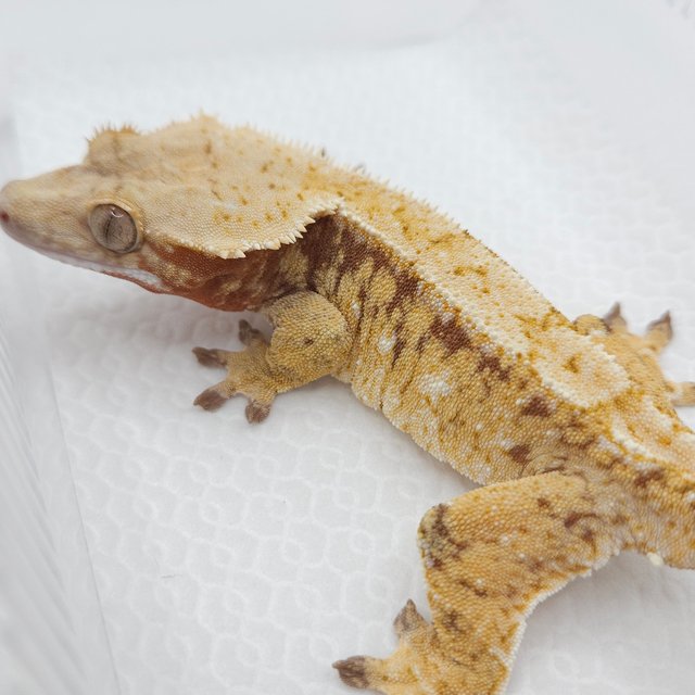 레드 화이트스팟 드리피 트라이 익스트림할리퀸