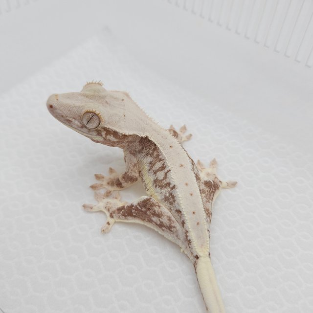 릴리100%헷아잔틱 100%헷아잔틱