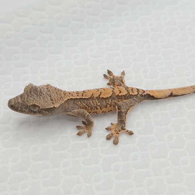 트라이 익스트림할리퀸