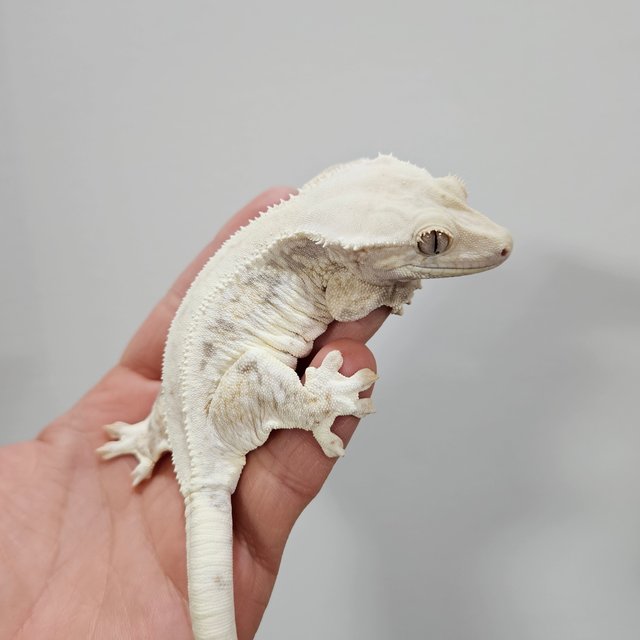 릴리화이트 화이트