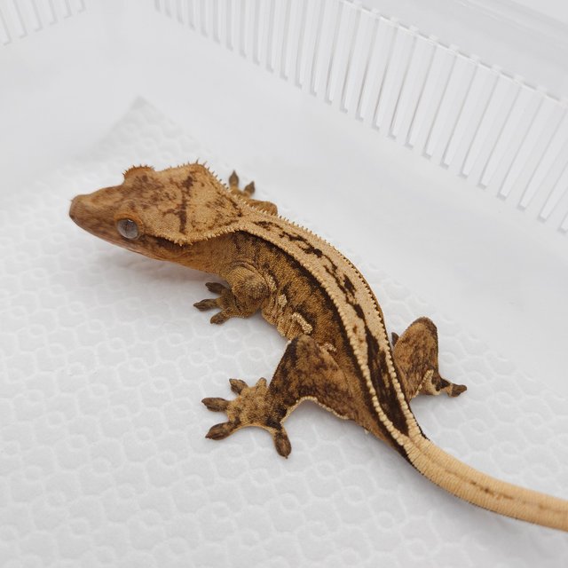 크림 크림시클 쿼드 풀핀