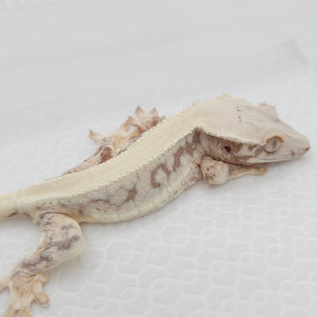 릴리화이트 풀핀 솔리드백