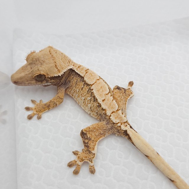 노멀 트라이 익스트림할리퀸 화이트스팟