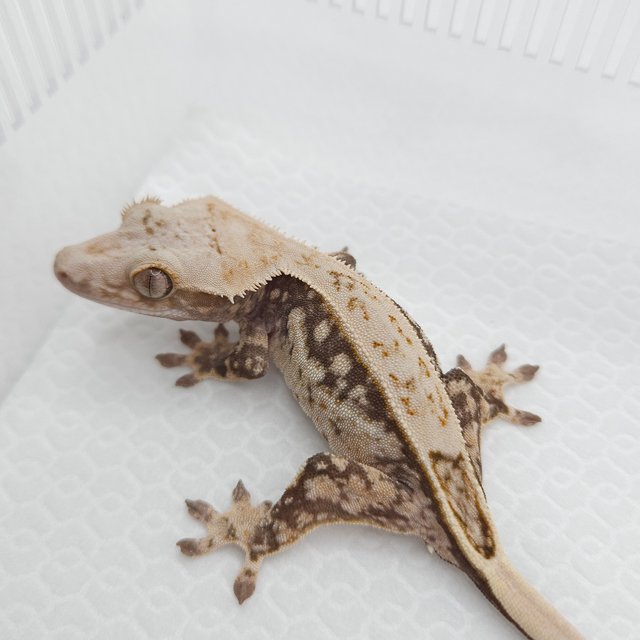 100%헷아잔틱 풀핀 쿼드 드리피 화이트스팟