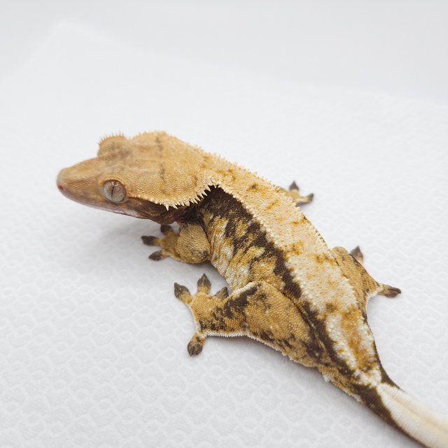 노멀 트라이 화이트스팟