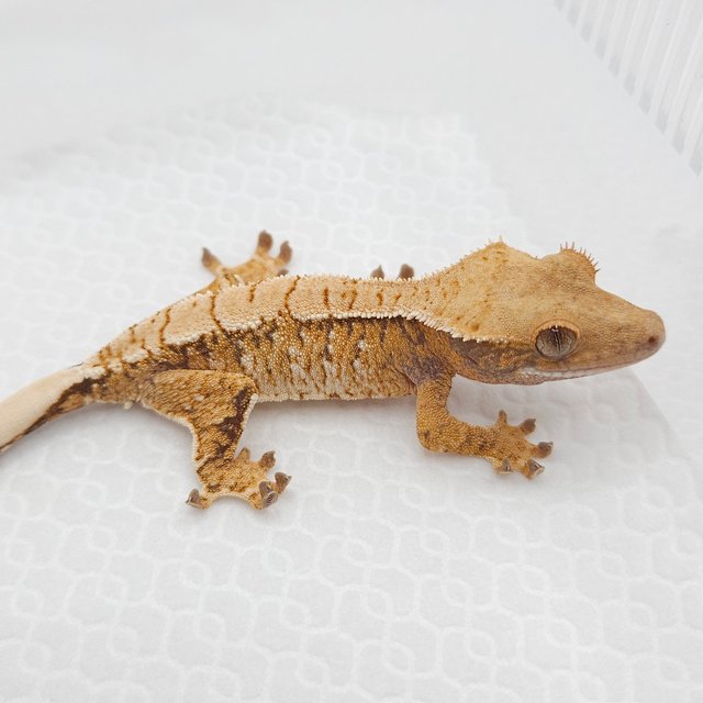 노멀 익스트림할리퀸 트라이 화이트스팟