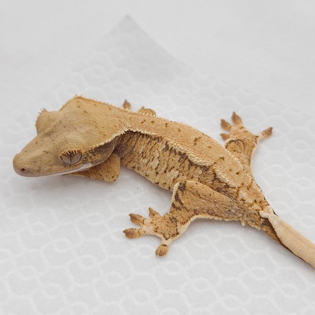 노멀 트라이 익스트림할리퀸 화이트스팟