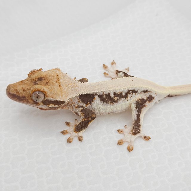 릴리100%헷아잔틱