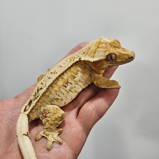 크림 크림시클 풀핀