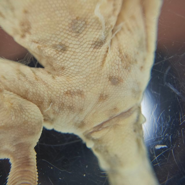 릴리100%헷아잔틱 100%헷아잔틱 솔리드백