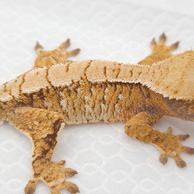 노멀 익스트림할리퀸 트라이 화이트스팟