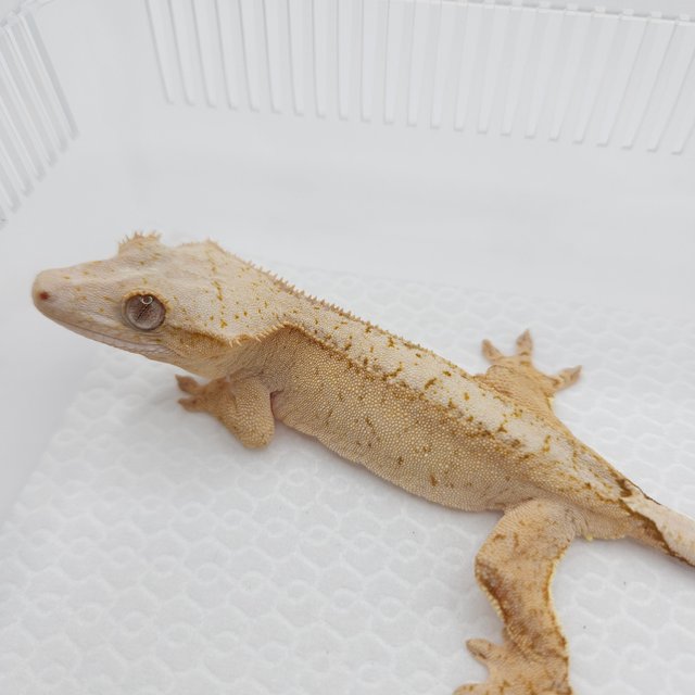 크림 옐로우 팬텀