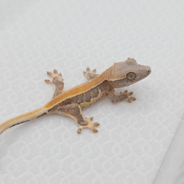 릴리100%헷아잔틱 100%헷아잔틱 솔리드백