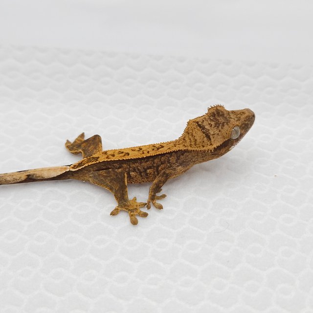 노멀 크림 쿼드