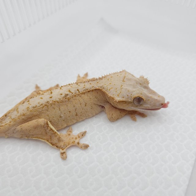 크림 옐로우 팬텀