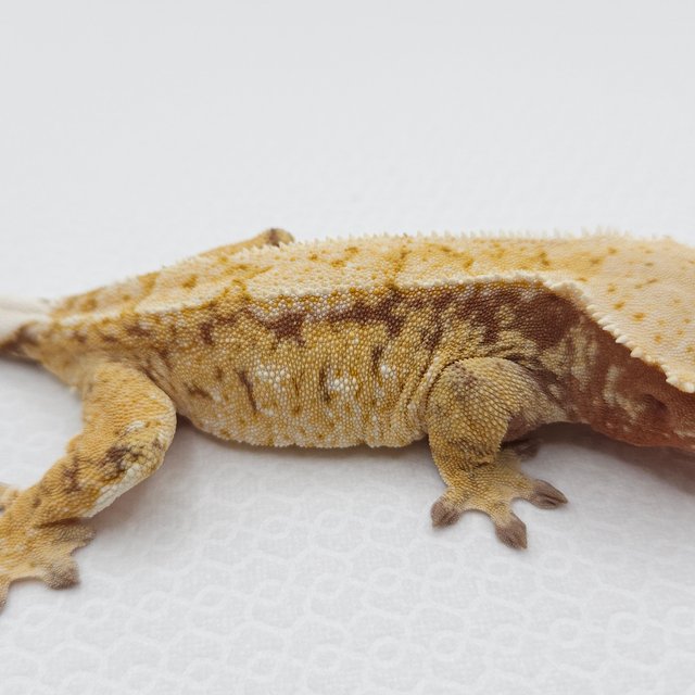 레드 화이트스팟 드리피 트라이 익스트림할리퀸