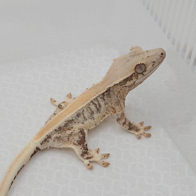 릴리100%헷아잔틱 100%헷아잔틱 솔리드백