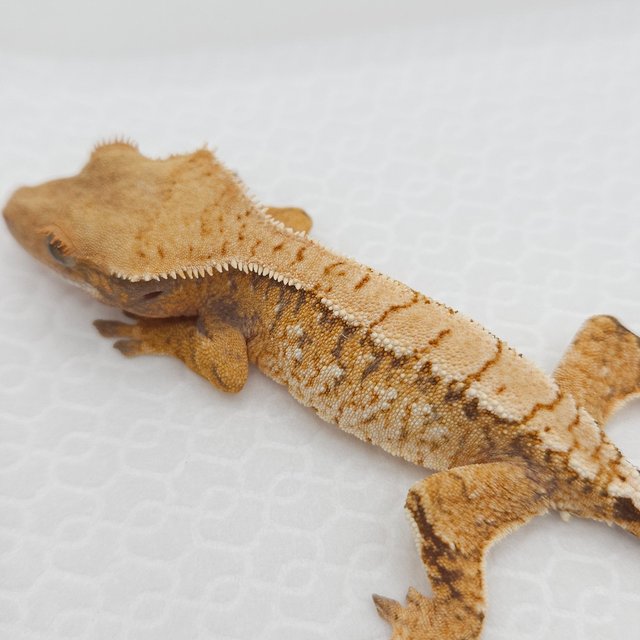 노멀 익스트림할리퀸 트라이 화이트스팟