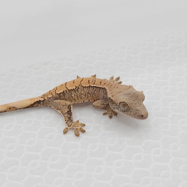 트라이 익스트림할리퀸