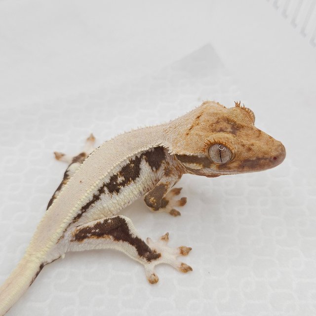 릴리100%헷아잔틱