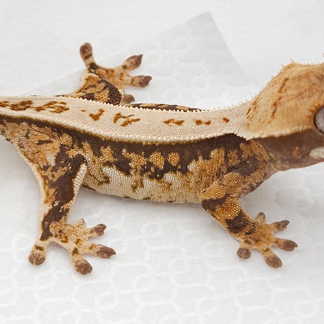 100%헷아잔틱 풀핀