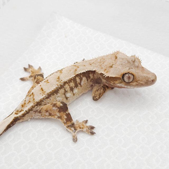 100%헷아잔틱 화이트스팟 드리피 트라이