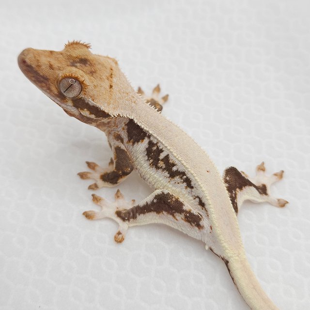 릴리100%헷아잔틱