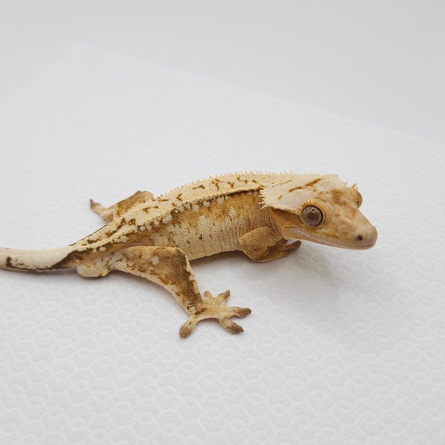 크림 크림시클 드리피