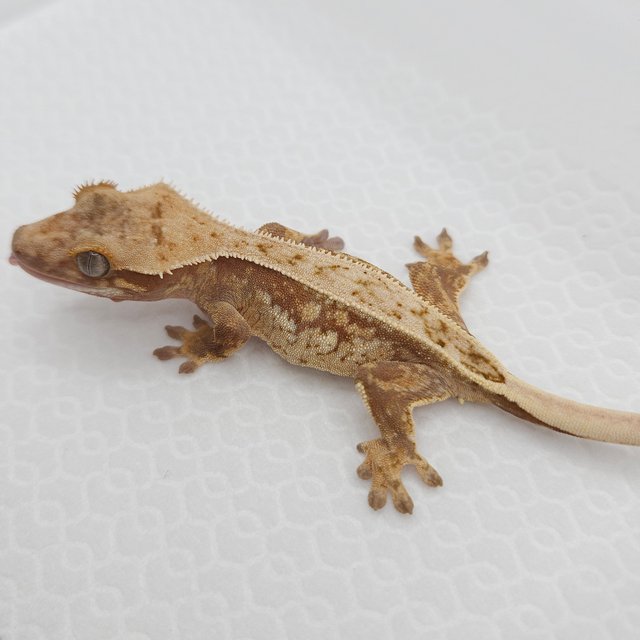 100%헷아잔틱 풀핀 드리피