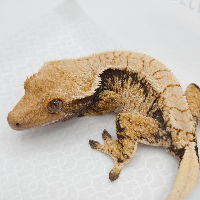 트라이 익스트림할리퀸 노멀