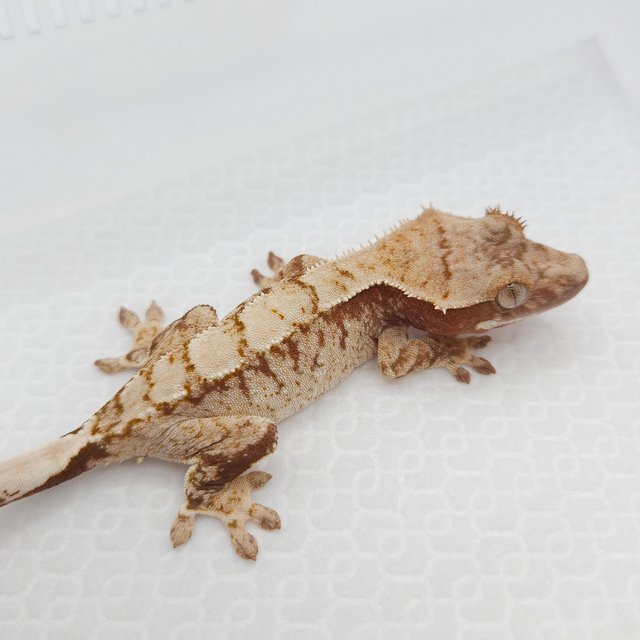 100%헷아잔틱 화이트 레드