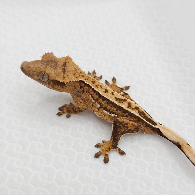 크림 크림시클 쿼드 풀핀