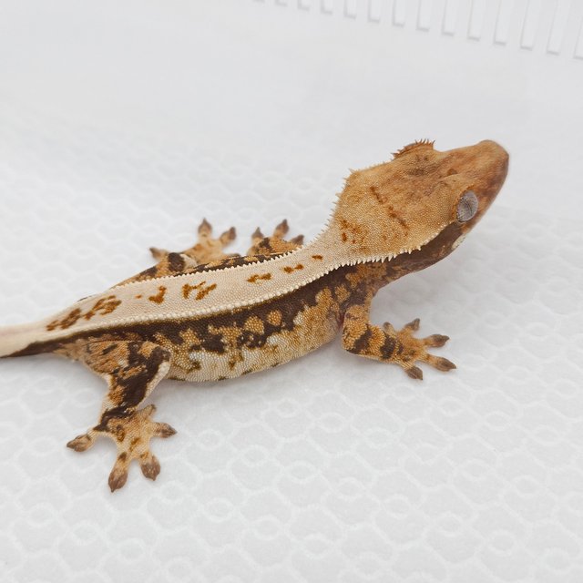 100%헷아잔틱 풀핀