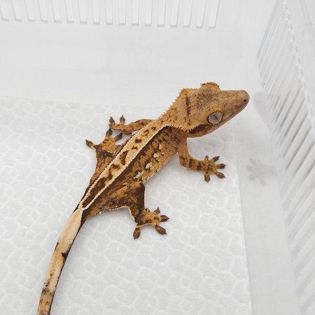 크림 크림시클 쿼드 풀핀