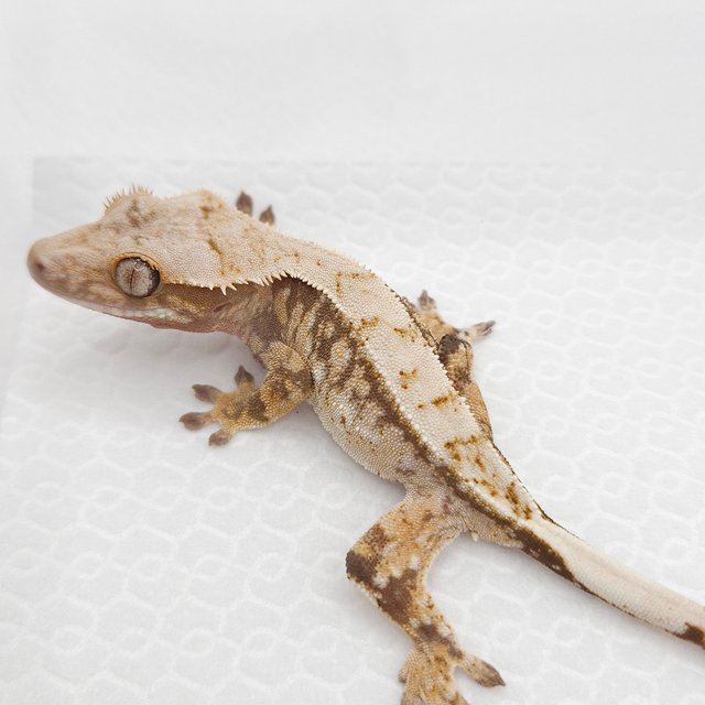 100%헷아잔틱 화이트스팟 드리피 트라이