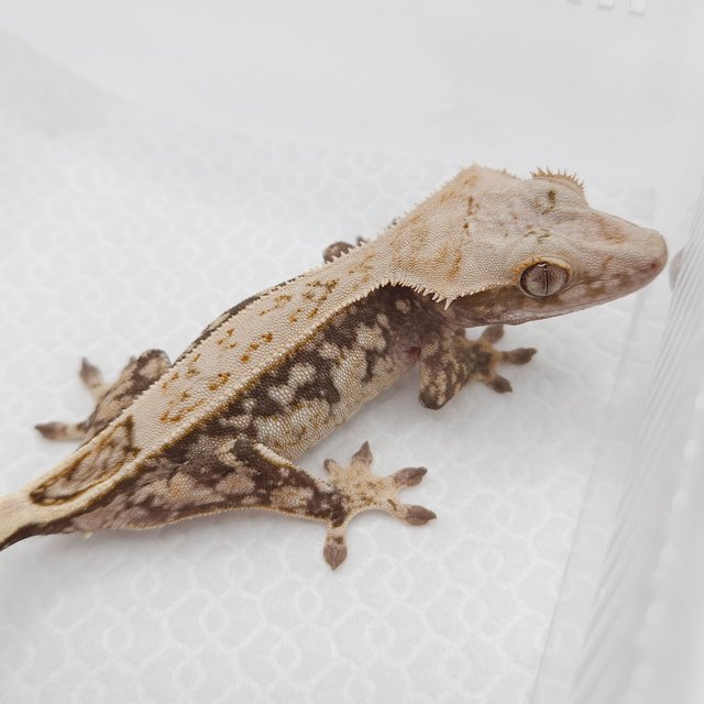 100%헷아잔틱 풀핀 쿼드 드리피 화이트스팟