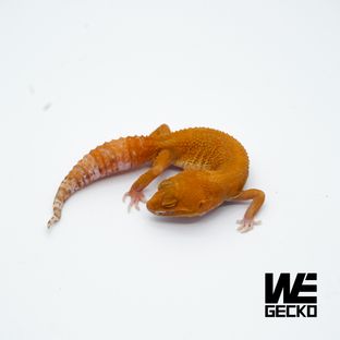 블러드 만다린 벨