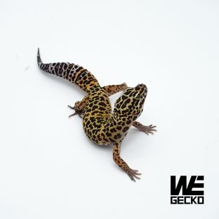 다크 만다린 인페르노