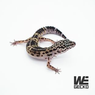 블랙나이트