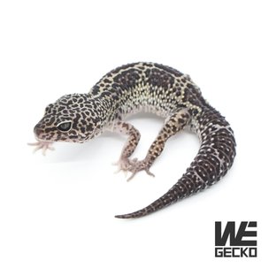 스노우 블랙나이트