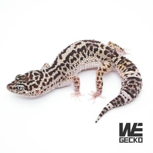 스노우 이클립스 블랙나이트