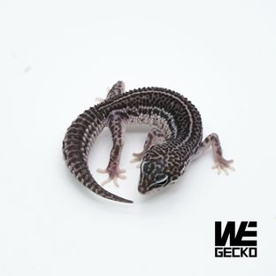 슈퍼스노우 블랙나이트