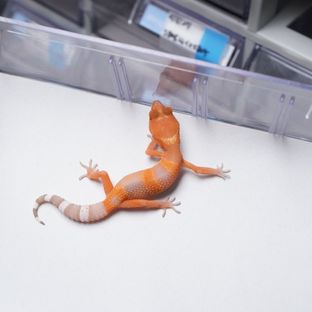 블러드 만다린 트램퍼알비노