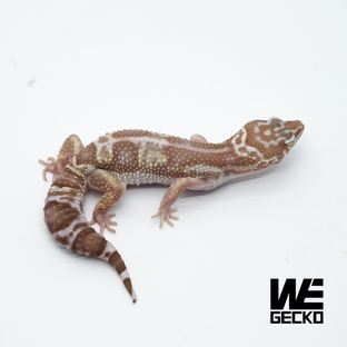 스노우 트램퍼알비노 블랙나이트