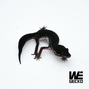 스노우 블랙나이트